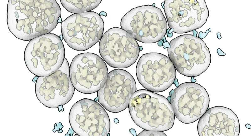 Novel antibody platform tackles viral mutations