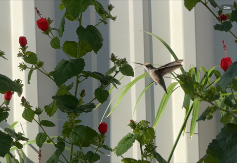 Hummingbird-Female-in-Turks-Cap