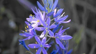 Camas Flowers in the Willamette Valley