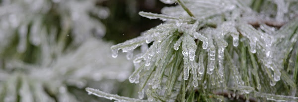 ice-covered, green pine needles sparkle in the light