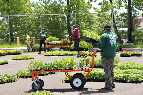 Plant Sale