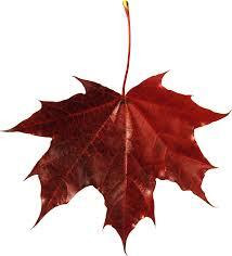 Red Leaf