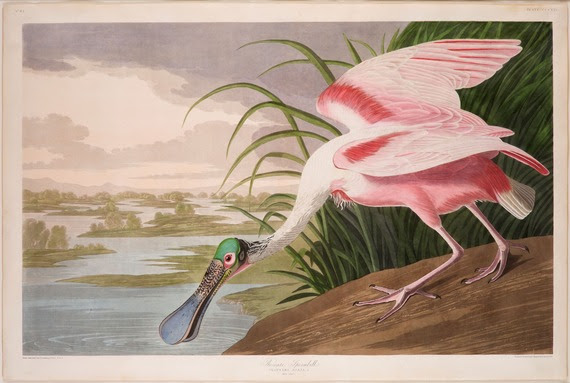 An illustration of a roseate spoonbill extending its beak toward the water from shore.