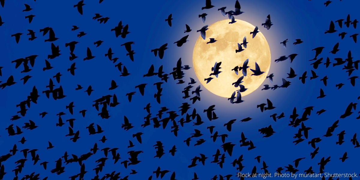 Flock at night. Photo by muratart, Shutterstock.