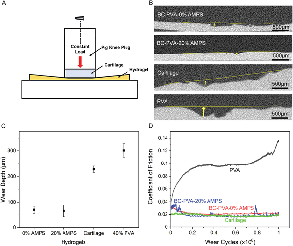 A schematic for how the wear of hydrogels versus cartilage was measured. (CREDIT: ResearchGate)