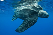 A leatherback sea turtle swimming.  Credit: Taken under permit by NOAA Fisheries