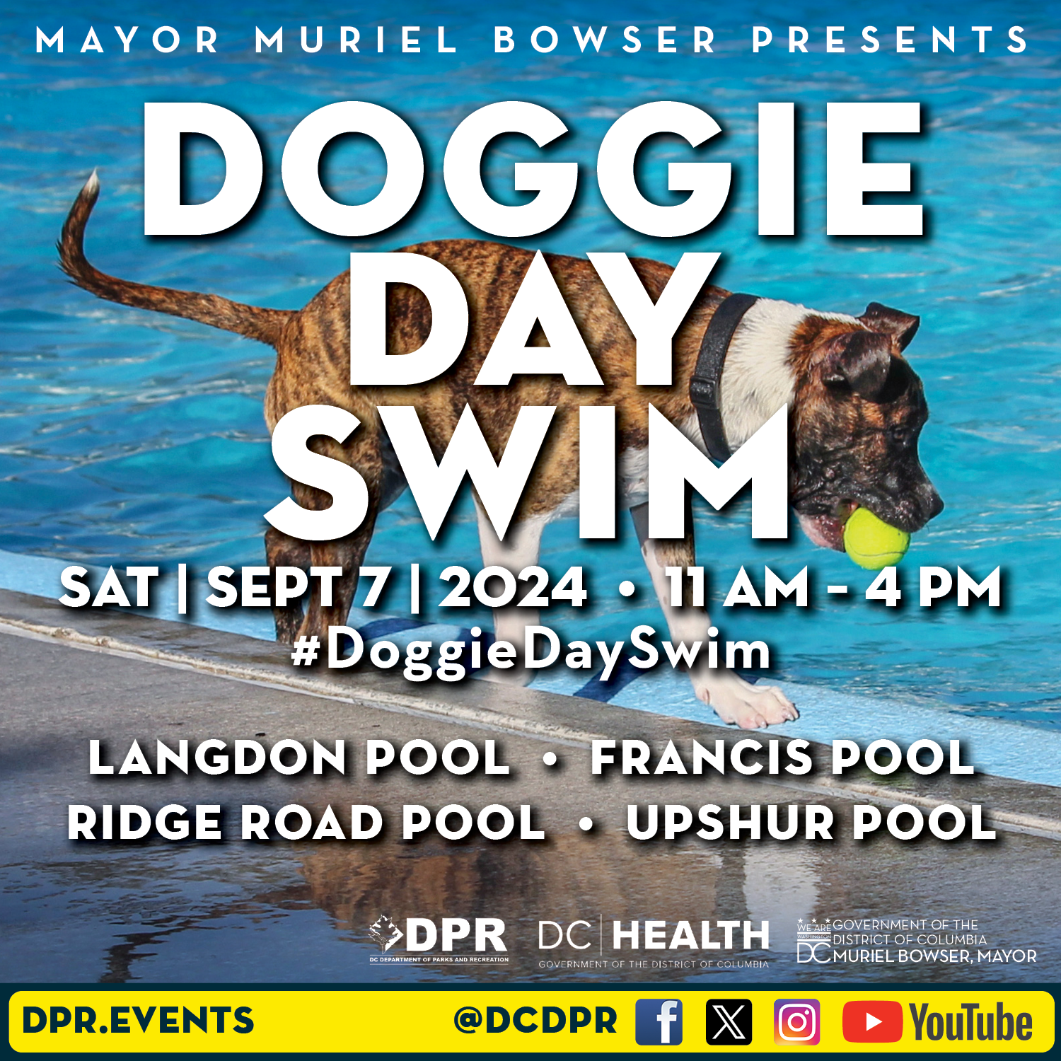 Doggie Day Swim DC