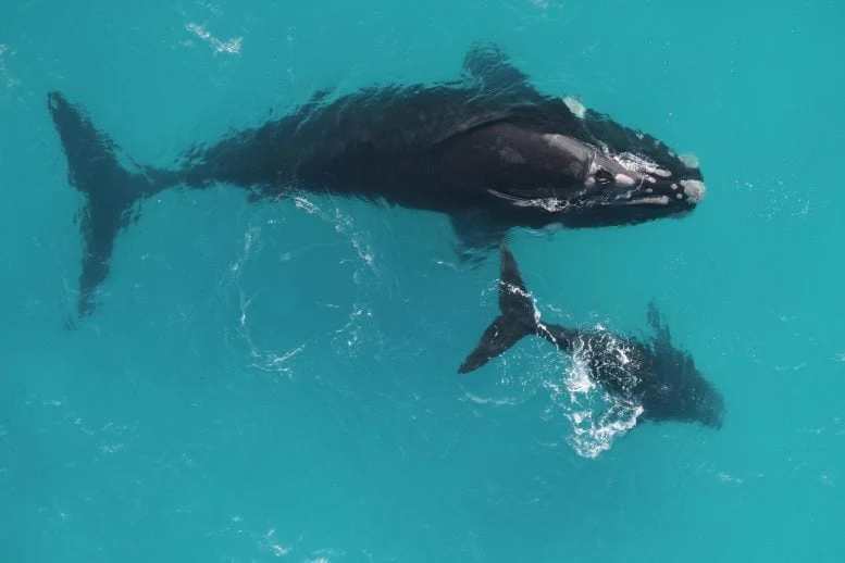 Southern Right Whale Mother, Calf