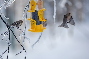 three birds, tan and white with dusty rose bellies, around a bright-yellow seed feeder hanging in an ice-covered, wintry tree
