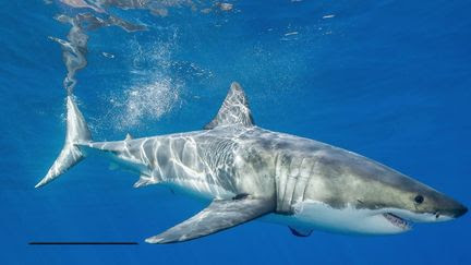 'Voir un requin blanc, c'est un phénomène exceptionnel' : le grand squale aperçu au large de Porquerolles