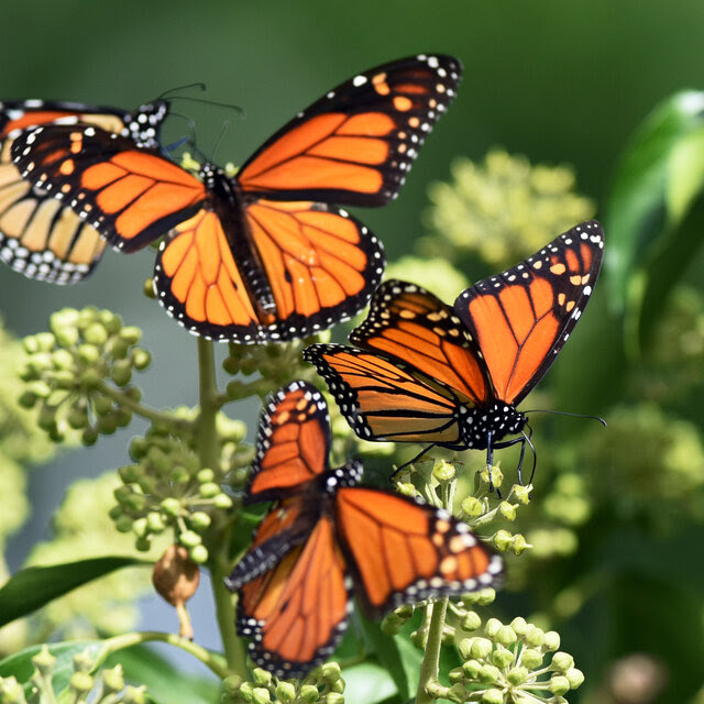 Four monarch butterflies on a plant. They have black bodies and orange wings with strips of black and flecks of white around the outer edges.