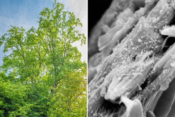 A Tulip Tree and its wood infrastructure