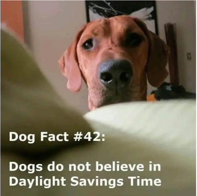 Dog meme that says dogs do not believe in Daylights savings.