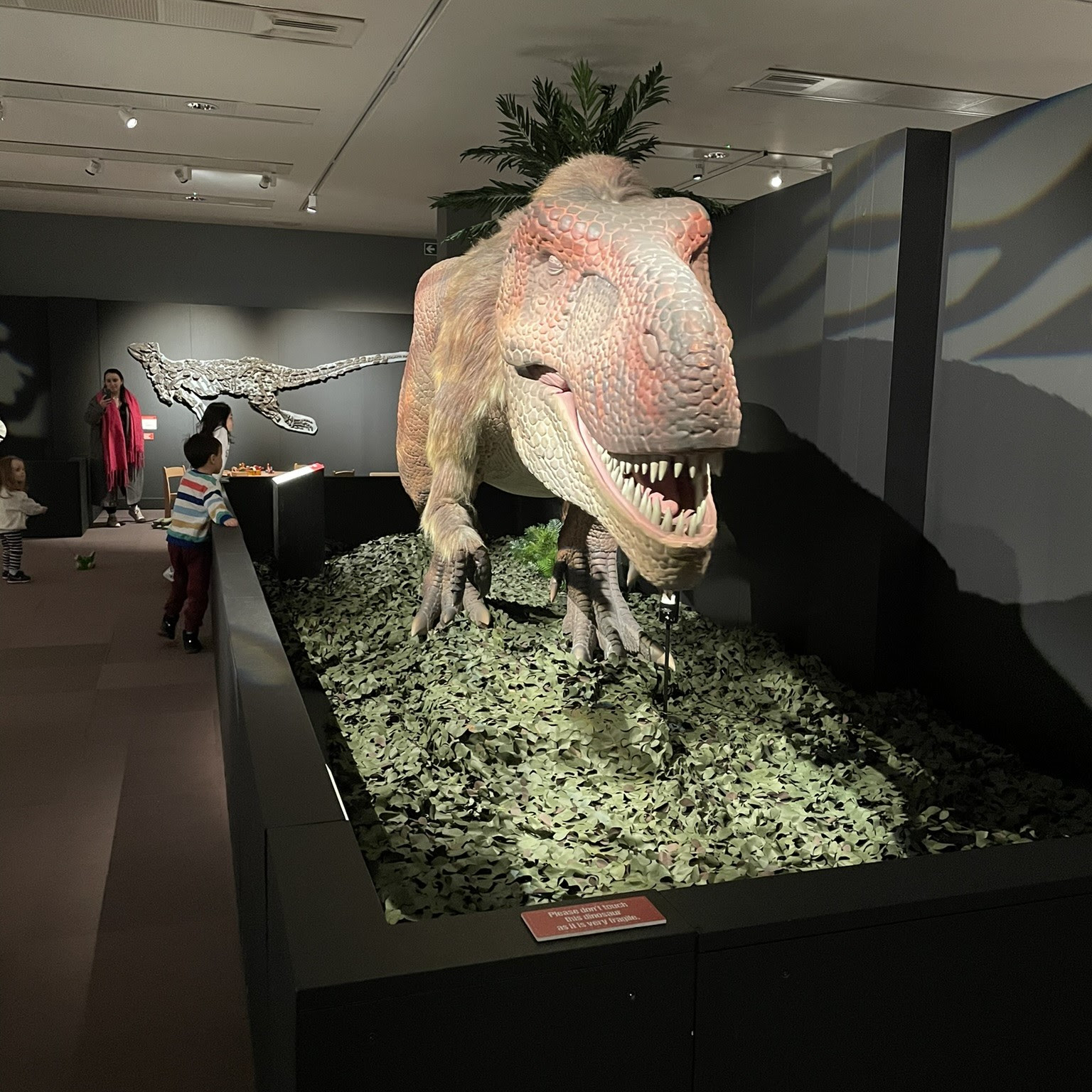 An animatronic T-rex model in the Dinosaur rEvolution exhibition