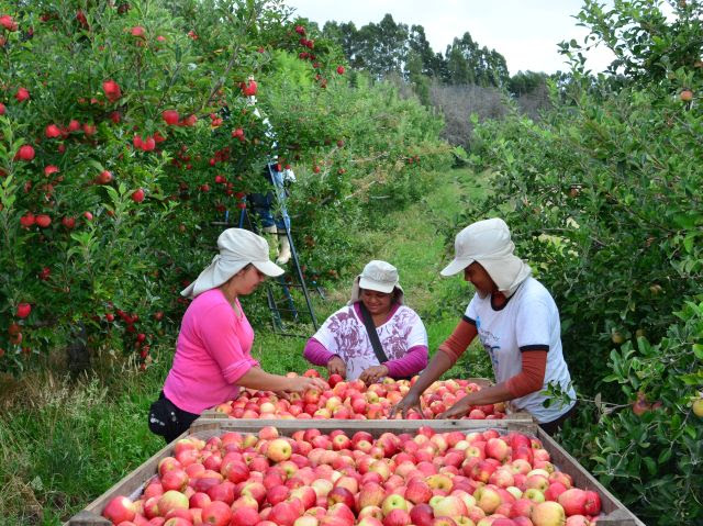 variedades de maçã da Epagri