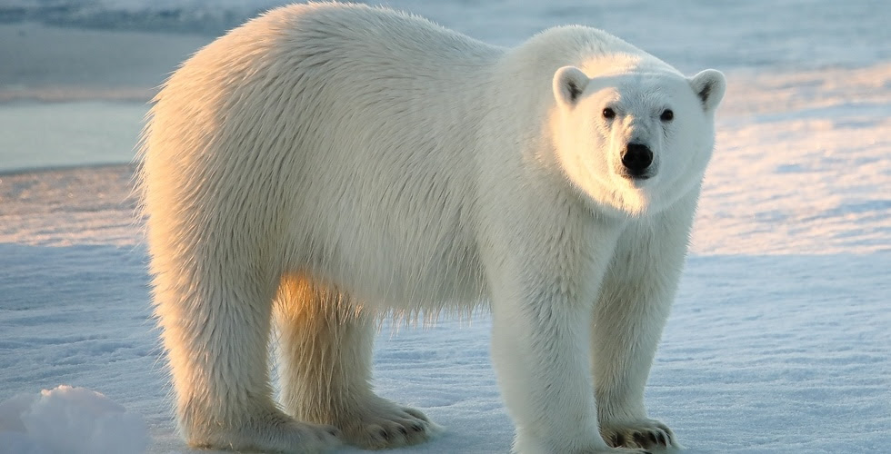 Gros plan sur un grand ours polaire blanc regardant directement l'appareil photo. De la neige et de la glace sont visibles à l'arrière-plan.