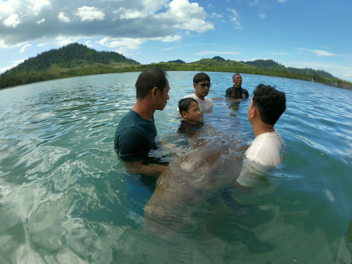 Community volunteers helping a dugong in the ocean.