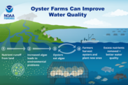 Infographic depicting the cycle of oyster farms and their benefits