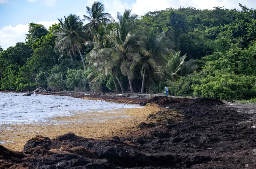 Pedestrians on a beach covered brown and black seaweed