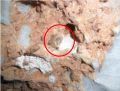 Fazenda Escrivânia – Possível fóssil encontrado em caverna – Prudente de Morais/MG