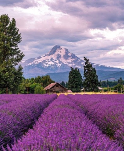 Lavender-Mountains