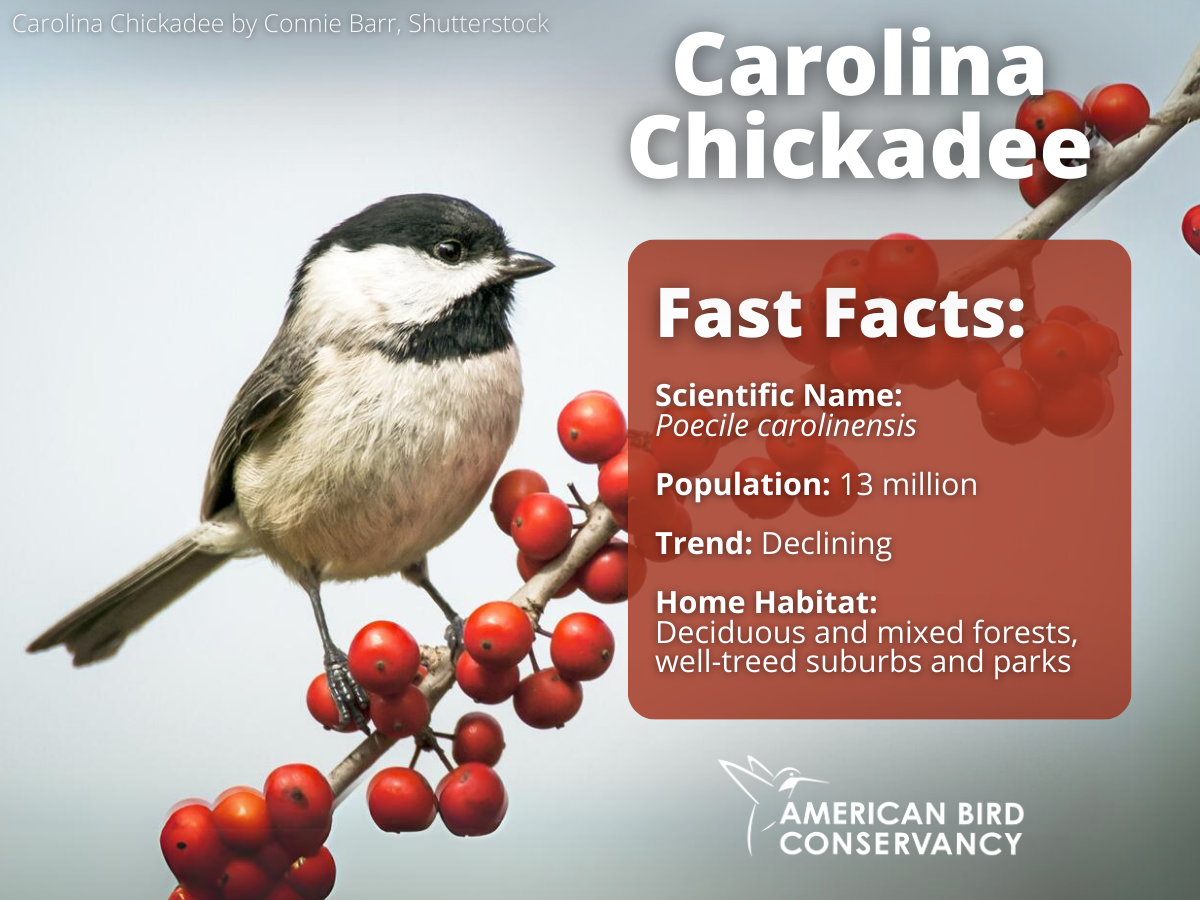 Carolina Chickadee by Connie Barr, Shutterstock