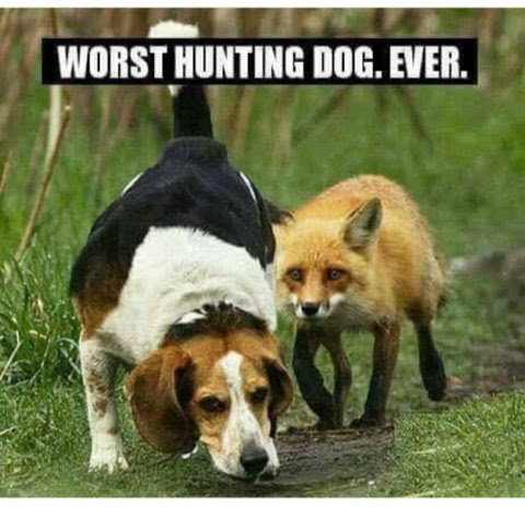 Joke-Dog-Hunting-Fox