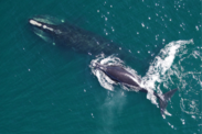 A mother North Atlantic right whale swims with her calf close to her tail