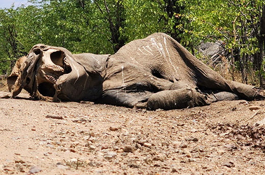 Un éléphant qui a succombé à la sécheresse dans le parc national de Hwange l’an dernier. © Privilege Musvan