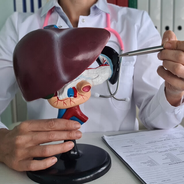 A doctor is shown holding a detailed model of a human liver in a medical setting.