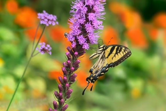 Easter tiger swallowtail on liatris flower