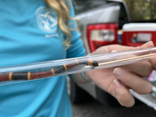 Coral snake in a tube for sampling