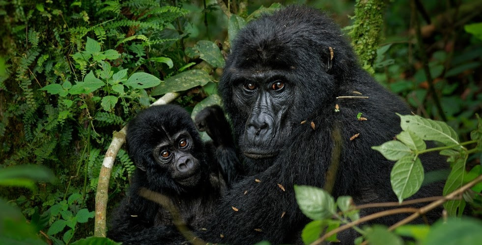L'image montre un grand gorille à la fourrure noire tenant un petit gorille dans ses bras. Ils sont entourés de fougères et d'autres plantes denses.