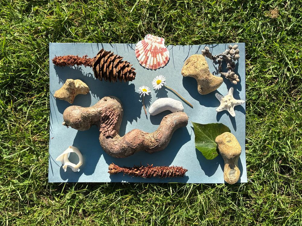 A group of natural objects, including a pine cone, a leaf and a seashell, arranged on a sheet of cyanotype paper and placed in the sun to develop