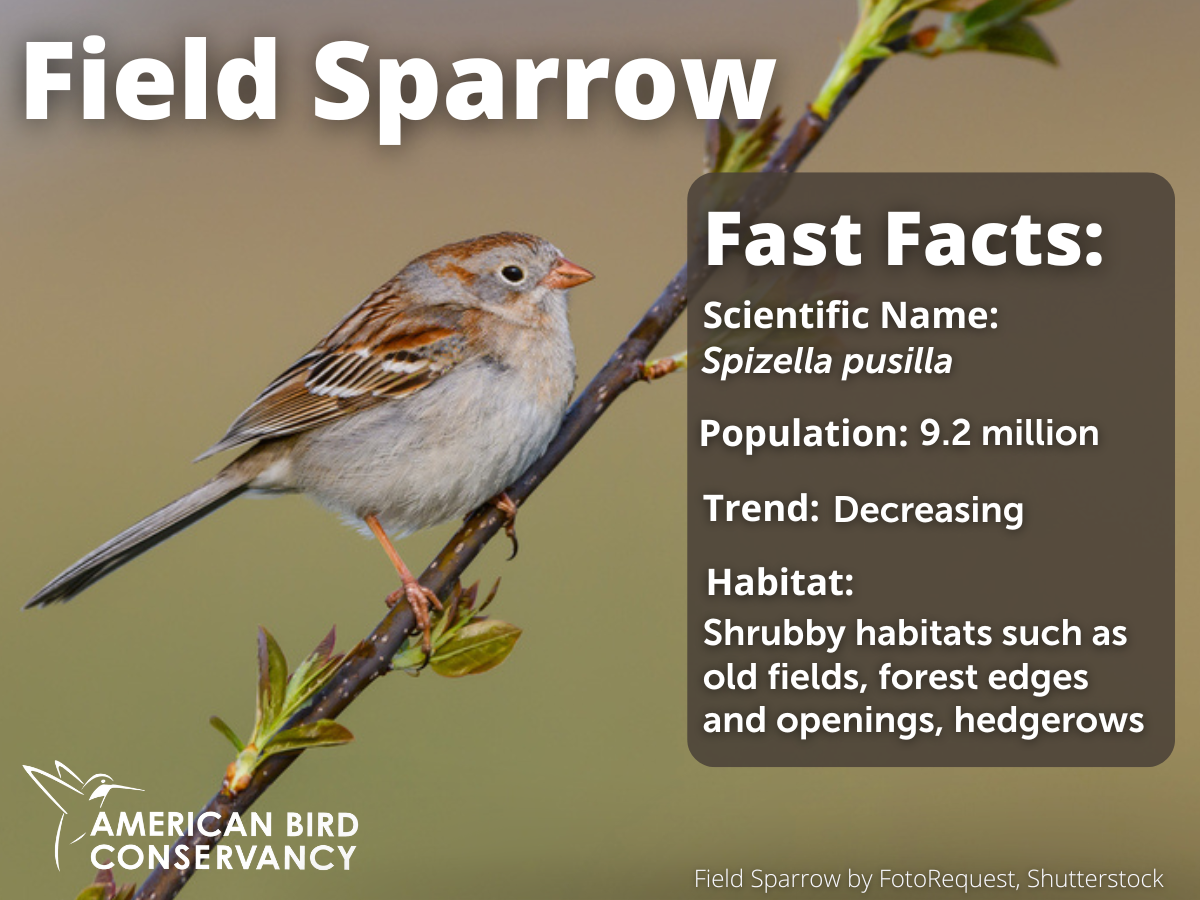 Field Sparrow by FotoRequest, Shutterstock