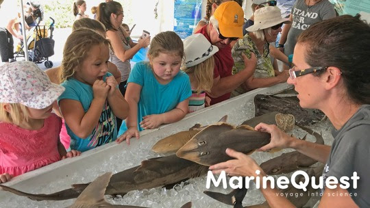 Biologist showing preserved sharks to a group of kids