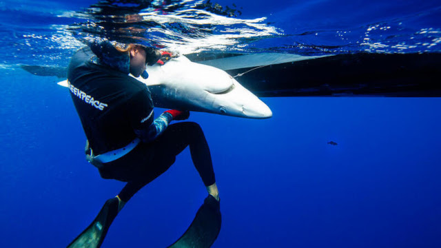 Een haaienverzorger van Greenpeace bevrijdt een blauwe haai die gevangen zat aan een langelijn in de Stille Oceaan
