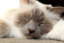 Researchers calculate different cats' life expectancies