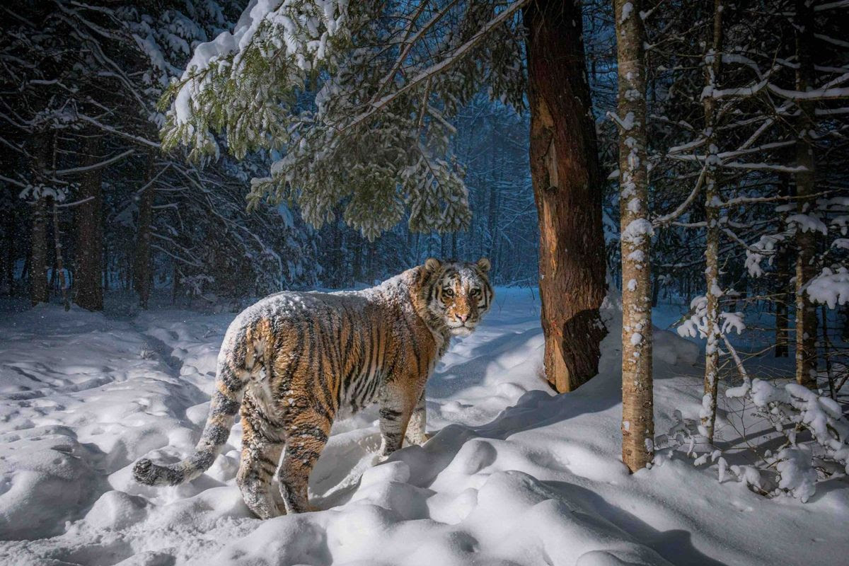 20 utterly majestic images of tigers: winners of wildlife photography competition revealed Sascha-Fonseca-Remembering-Tigers