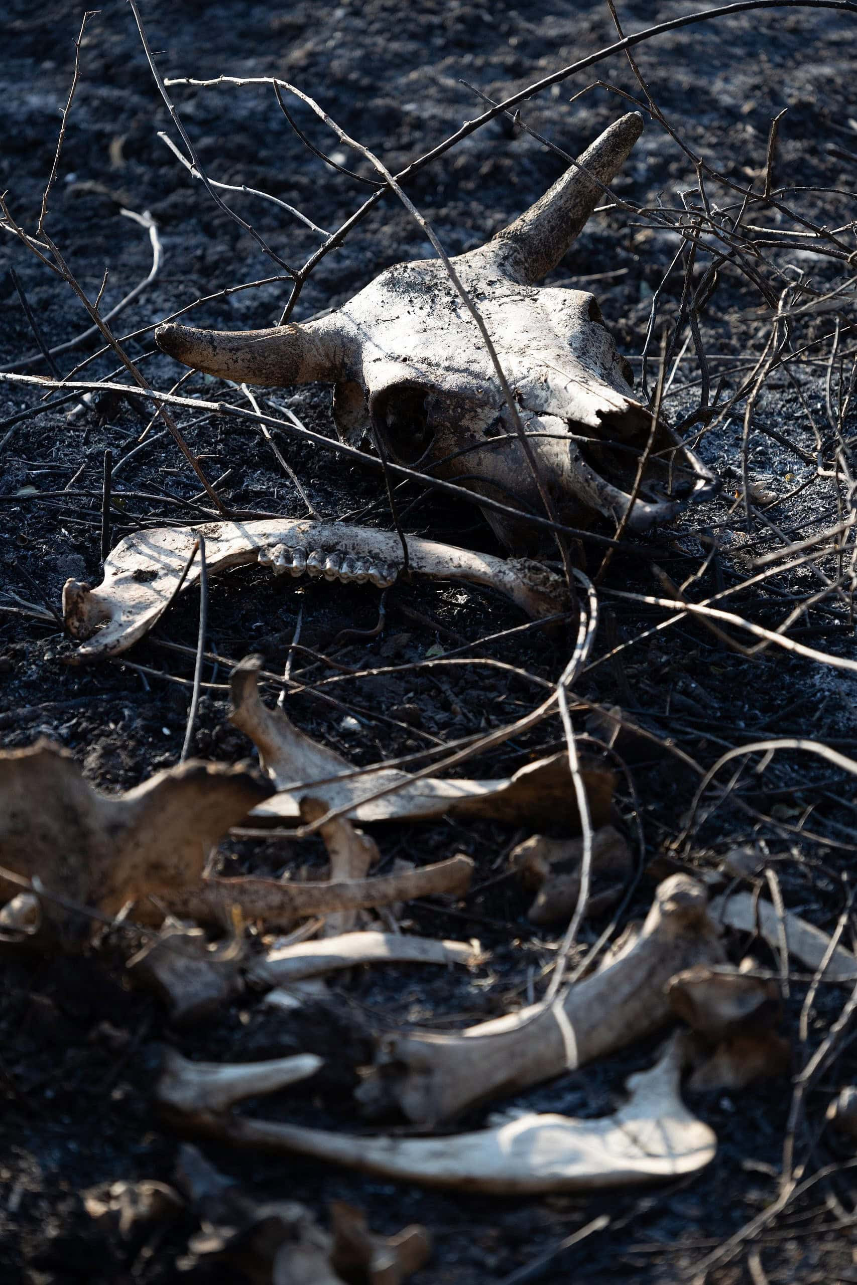 Dead Animals in Northern Israel Fires