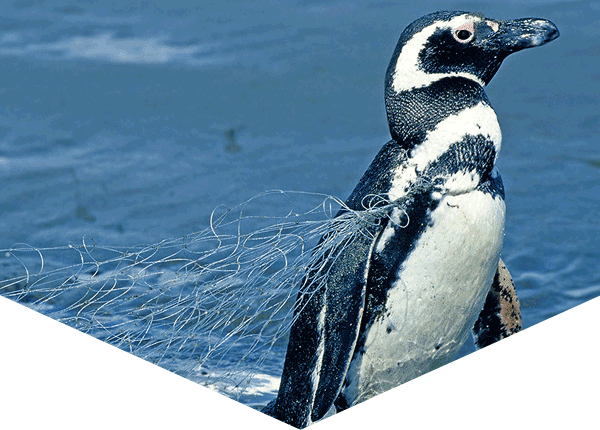Penguin tangled in an abandoned fishing net