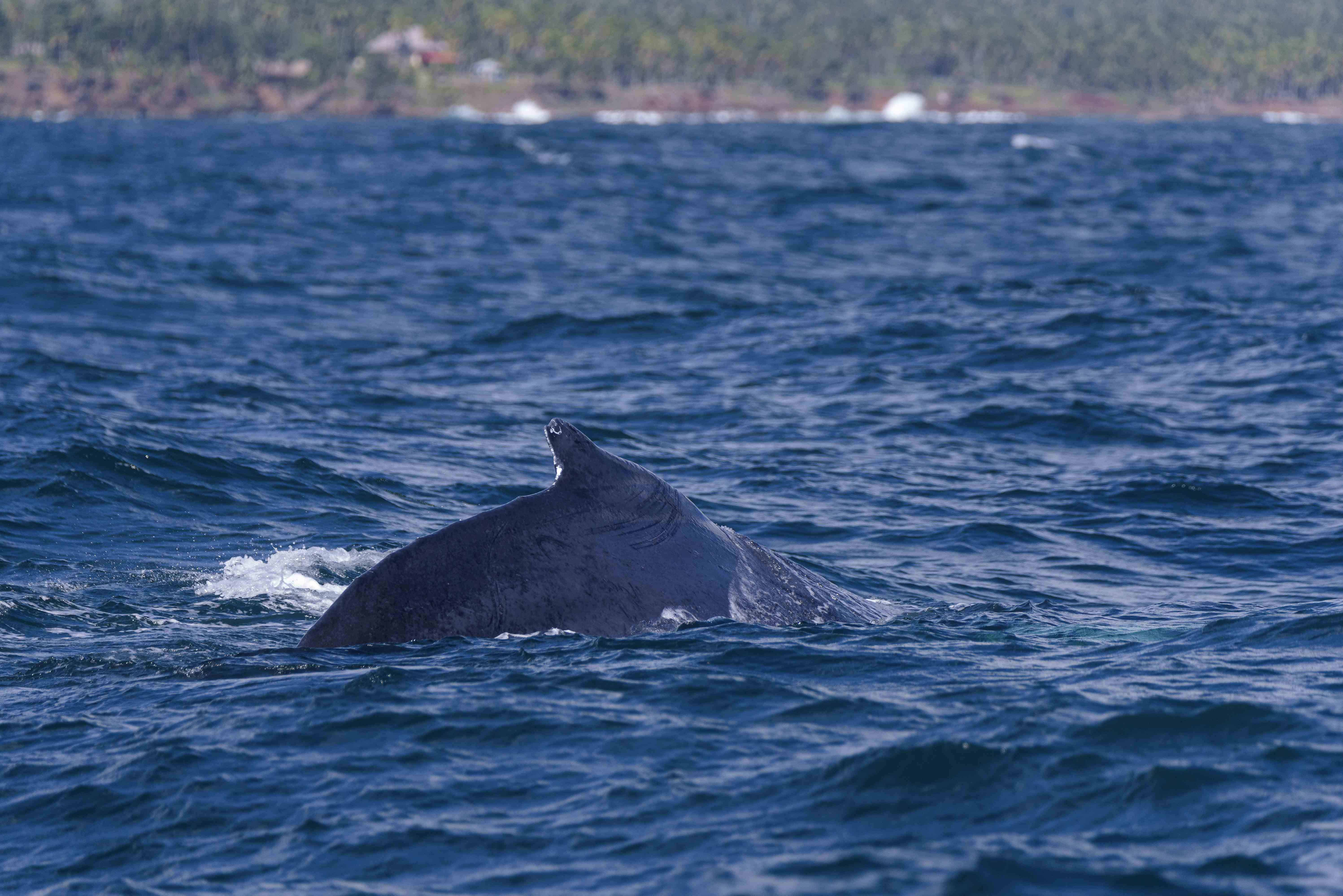Se estima que de enero a marzo hay cerca de 300 ballenas jorobadas en Samaná.