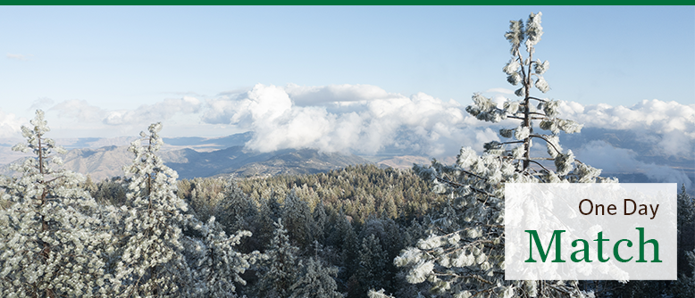 Snowy trees