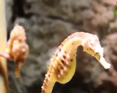 Hippocampe | Beautiful sea creatures, Underwater life, Sea creatures