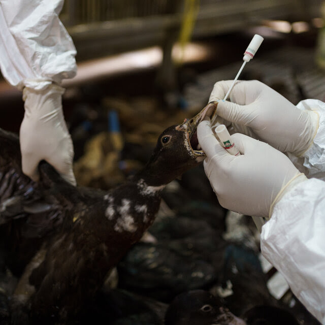 A close-up view of a pair of white-gloved hands holding open a mottled brown duck’s beak to swab a sample. Another white-gloved health worker holds the duck steady by its wings.