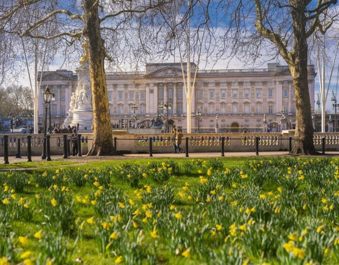 Buckingham Palace with daffodils in the foreground