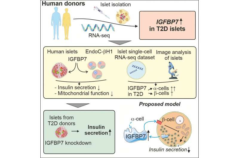 Protein that affects the ability to secrete insulin in type 2 diabetes