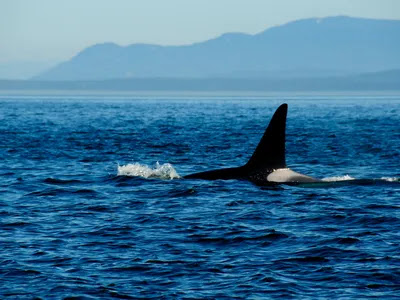 Two New Species of Killer Whale Should Be Recognized, Study Says image