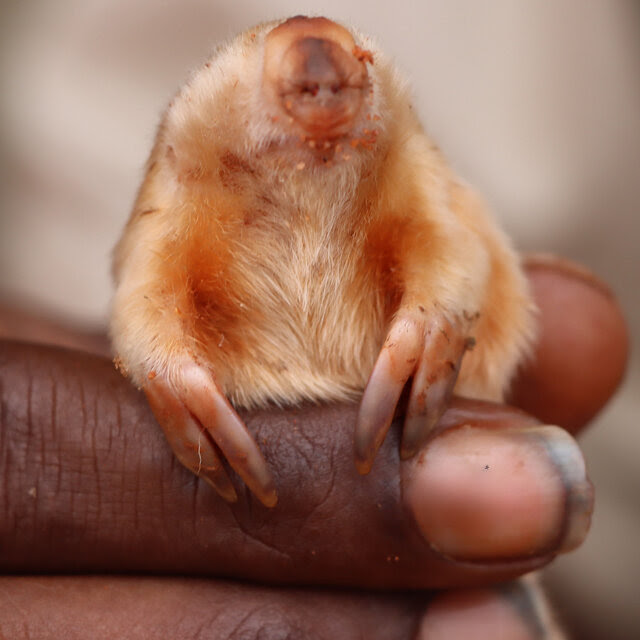 A close-up view of a person's hand holding a very small, light-colored mole with two long fingers or claws on the front of each arm.