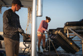 Oyster harvesting